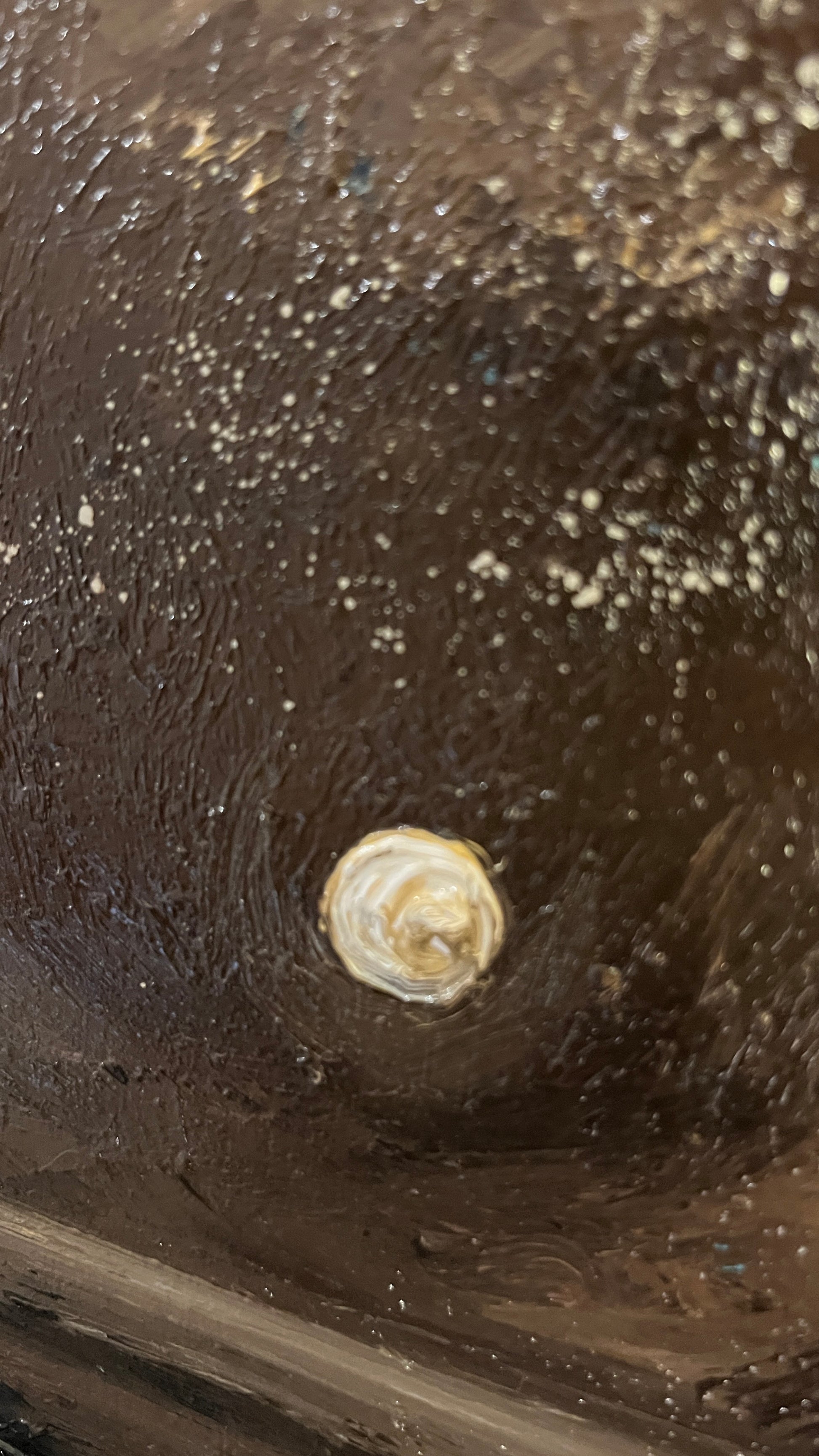 A small spiral shell or seashell resting on a dark, textured surface with a speckled, weathered appearance.